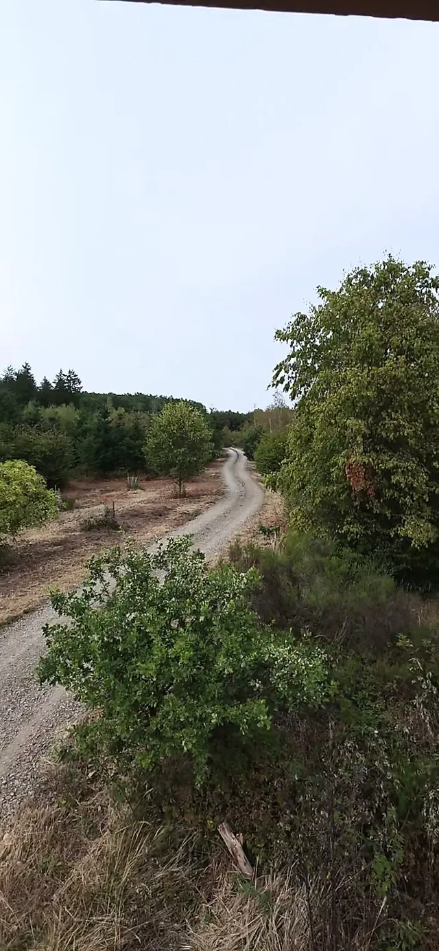 Ormandaki yüksek koltukta, EX iç çamaşırıyla