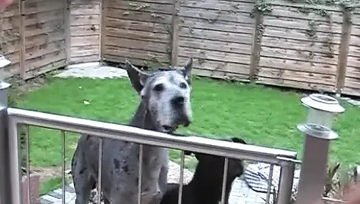 Edepsiz sarışın Alman orta yaşlı seksi kadın yüze boşalmadan önce götten sikiliyor