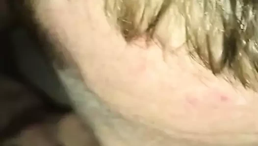 İskoç kedi yaladı