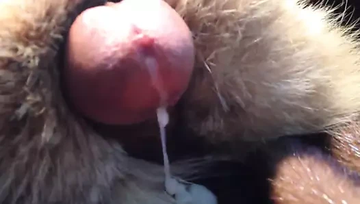 vaşak çılgınlığı