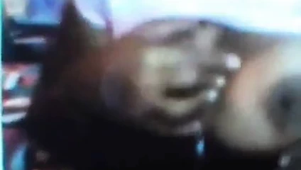 ''punya'' web kamerası 4 (hızlı ileri sarma) sri lanka