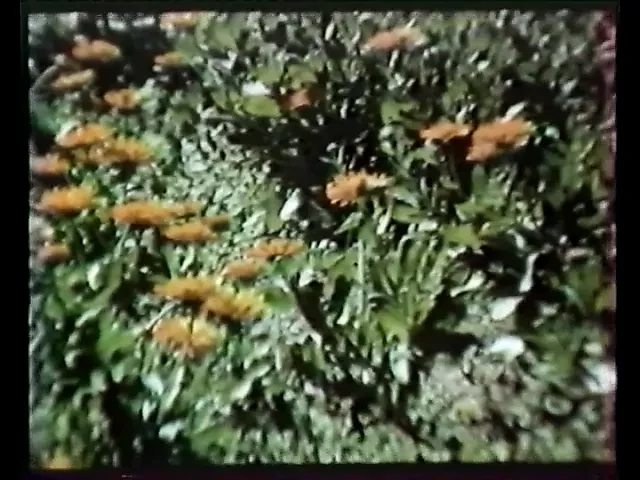 Klasik Fransız : langues salopes