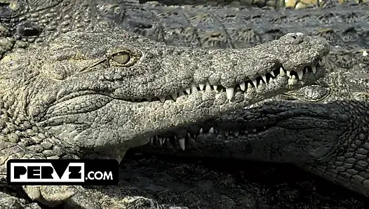 Buschjäger Jason verfolgt ein seltenes volles buschexemplar in florida sümpfen