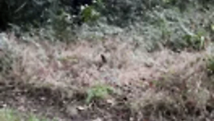 Ormanda memelerimle oynamak