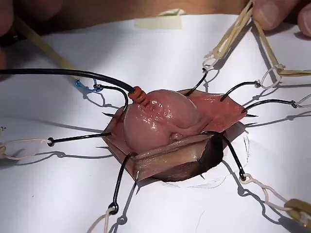 рыбьих крюков в предпячьей плоти