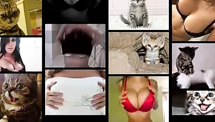 Memeler ve kedicikler! memeler