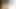 Joi - İngiliz bebek lori - talimatlarla fotoğraflar
