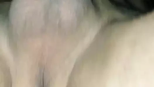 Kraliçe domaltmalı alttan görünüm