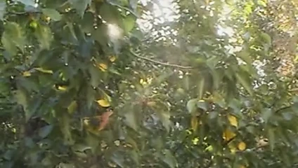 Abanoz hottie berbat beyaz horoz