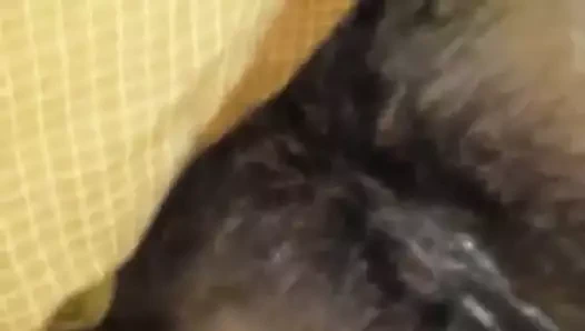 Gösterilen onu kıllı ve ıslak kedi