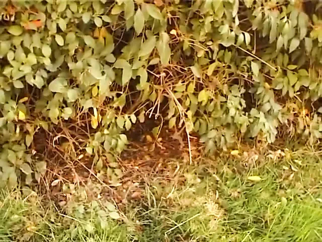 Al, Doreen 18 oyuncu seçmelerine ikna oldu