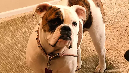 Ateşli porno yıldızları Lela Star ve Brooke Belle göğüslerini ovmayı seviyor