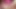 Transexpov: paige turner geleceği!