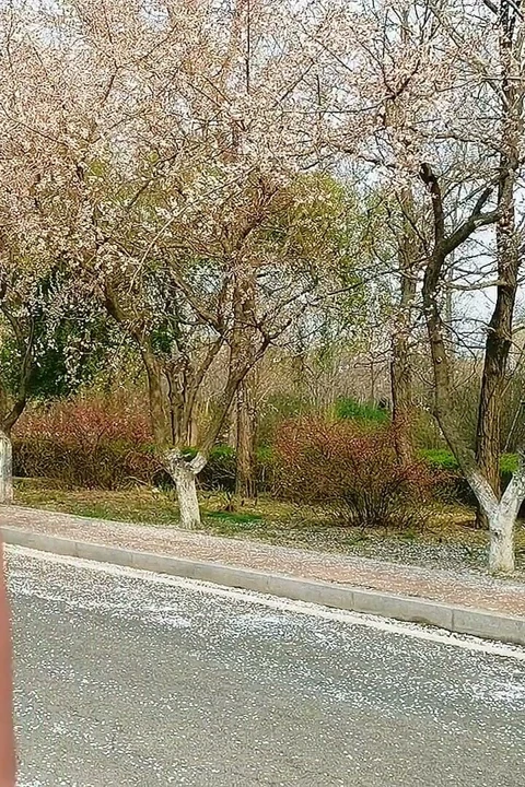 Ateşli otostopçu binmek için sana biniyor