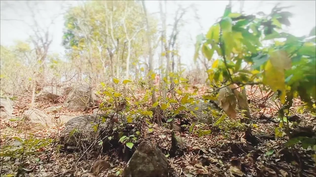 I enjoyed taking my boyfriend to the jungle and fucking him.