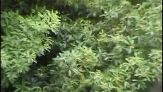 Titten und motoren vol.2 (tam film)