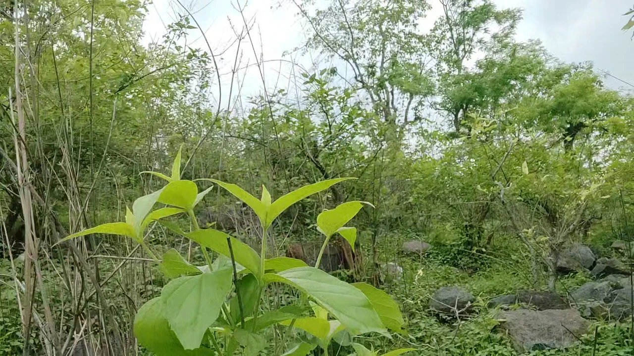 Hai chàng trai đại học đã đi đến ngọn đồi về phía rừng để sử dụng phòng tắm và bạn sẽ ngạc nhiên bởi những gì cả hai người trong số họ đã làm.