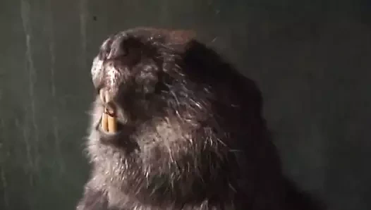 Redhead metres lezbiyen seviyor için kısıtlamak ona köle kız