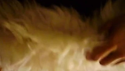 furfetish .furbondage, woolfetish, sheepskin fetish