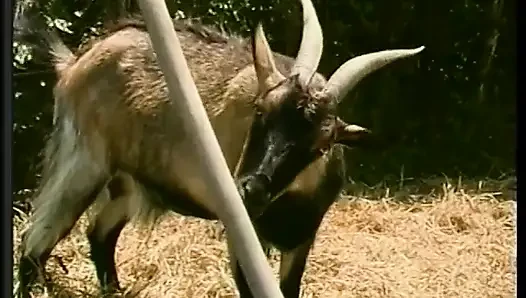 Azgın yarak emen adam çimlerde ateşli bir kaltağı sikerken götünü parçalıyor