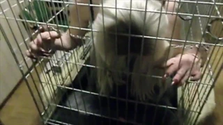 Becerdin esaret sürtük