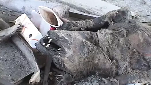 İç çamaşırlı seksi sürtükler siyah yarağı paylaşmayı seviyor