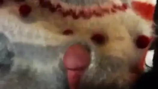 Tiftik üzerinde boşalmak