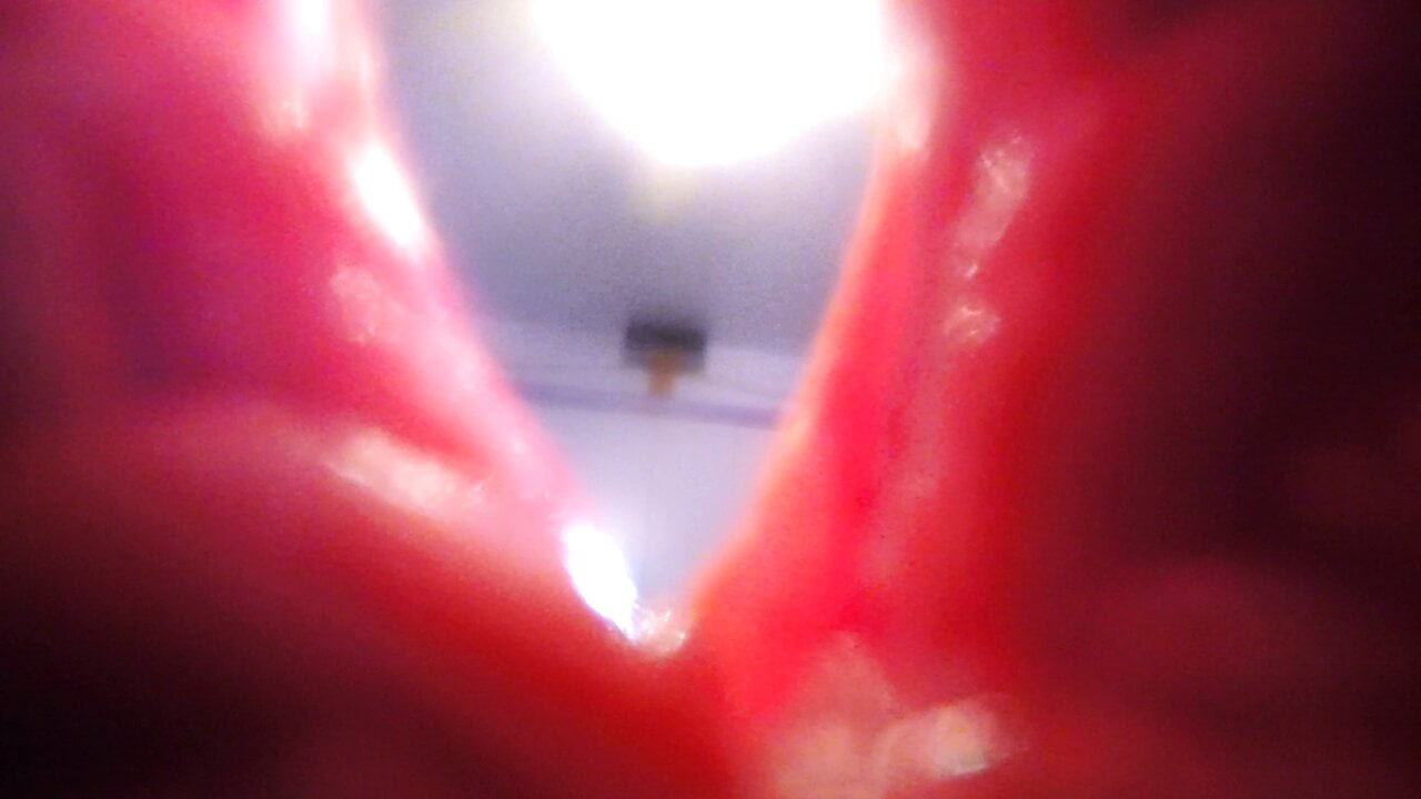 Longpussy, içerisi nasıl bir şey ve amım tarafından "doğurulmuş" olmak. (kedime bir gopro sokuyorum)