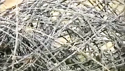 video 172 bdsm köle