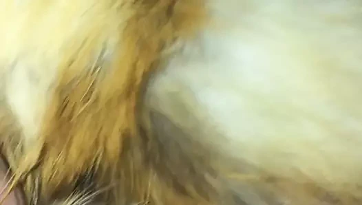 kırmızı tilki kürk üzerinde Cum