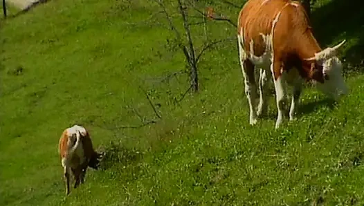 Büyük memeli Alman genç kız açık havada çarpıcı anal seks partisinin tadını çıkarıyor
