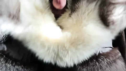 gümüş tilki kürk cummed