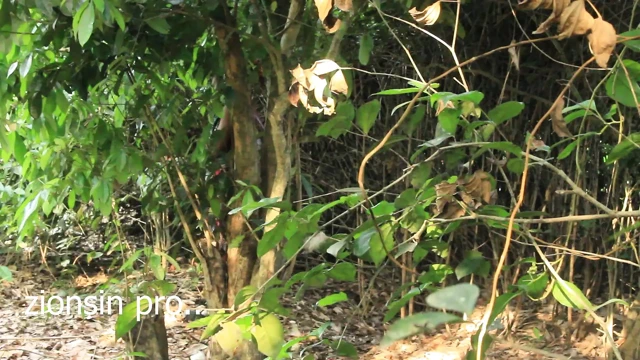 Ugandalı çok zenci adam genç büyük memeli kız arkadaşını çiftlik arazilerinde sikiyor