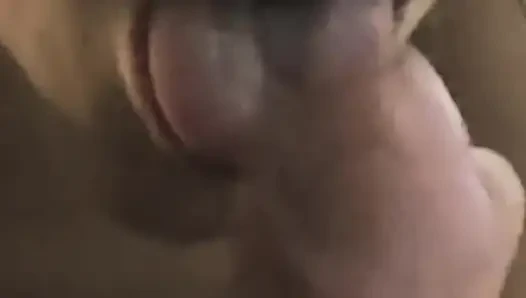 Kız arkadaş yarak emiyor ve götüne sokuyor.