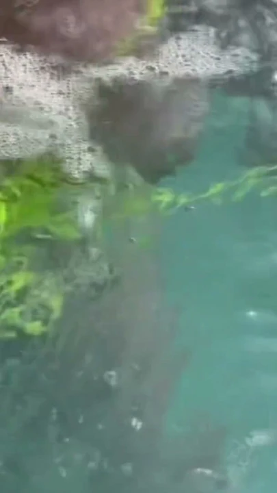 Artemisia seksi bikini giymen için su altında sulu büyük göğüslerini teşhir ediyor | Klip 1
