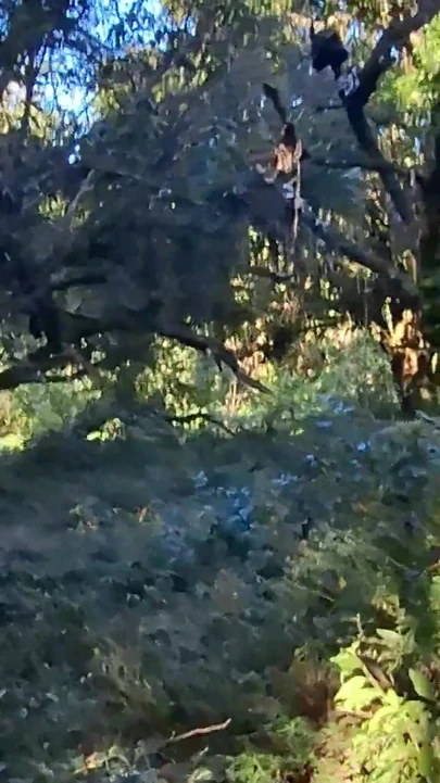 Мощный момент из "Я встретил незнакомца, когда я был голышом в лесу".