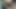 Hintli ateşli yenge yeşillik içinde yarak emiyor