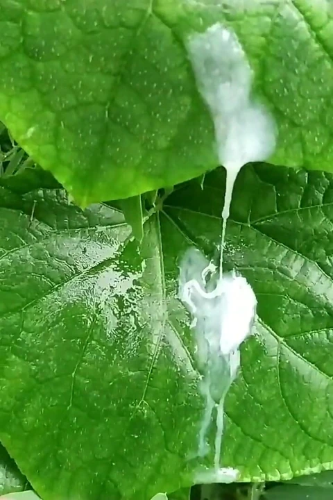 Outdoor_indian desimast'ta yalnız erkek mastürbasyonu
