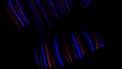 Vaness c'est la champions league