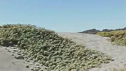 Transeksüel oyuncaklar kıçını bir şemsiye ile