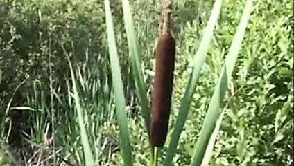 Adentures arasında 3 Rus olgunlaşır