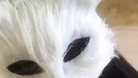 Bugün süt isteyen yaramaz bir kedi yavrusuyum