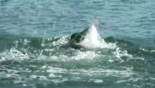 Mükemmel Fransız orta yaşlı seksi kadın plajda götten sikiliyor