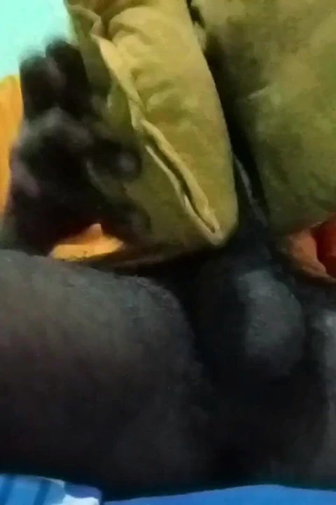 Siyah yarak masajı ve mastürbasyon ve çok boşalma