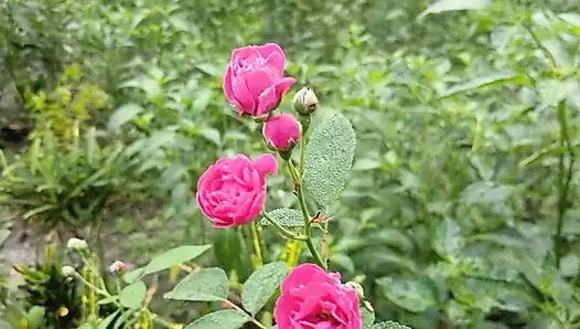 Köylü ateşli oğlan ve kız seks hikayesi bangla