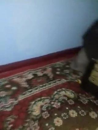 Irina kırık bir kedi içinde bir yapay penis iter