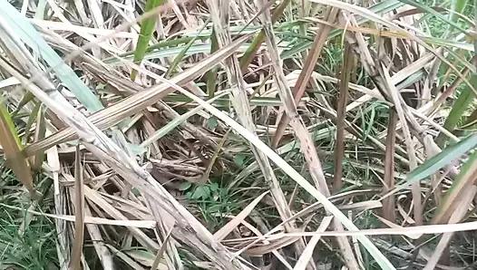 Hintli tamil 18 yaşındaki kız oral seks yapıyor