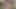 Seksi Daisy Stone ve Scarlett Bloom Jay sevimli yüzlerini dölle kaplayana kadar Jay'in yarağı için rekabet ediyor - mofos
