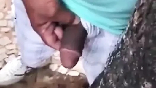 Latin baba kalın horoz