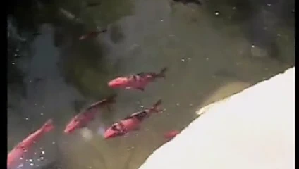 Kız okulu iii...usb